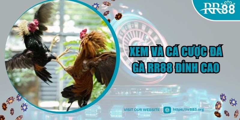 Xem và cá cược đá gà RR88 đỉnh cao