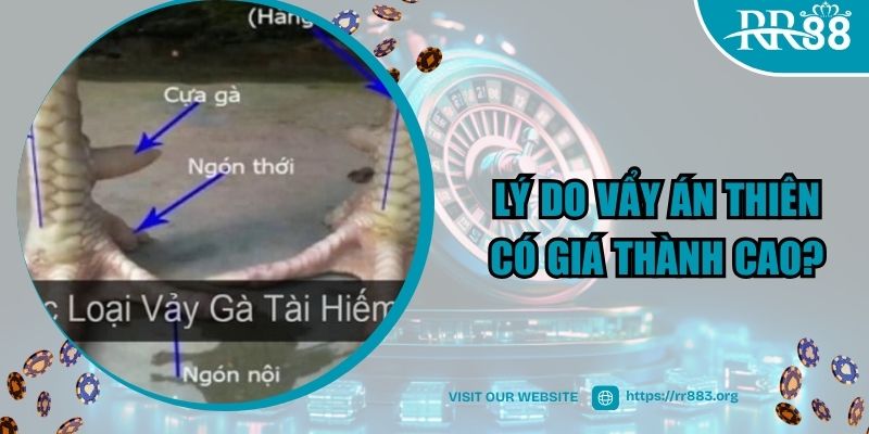 Lý do vẩy án thiên có giá thành cao?