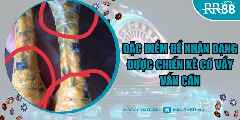 Những đặc điểm để nhận dạng được chiến kê có vẩy vấn cán